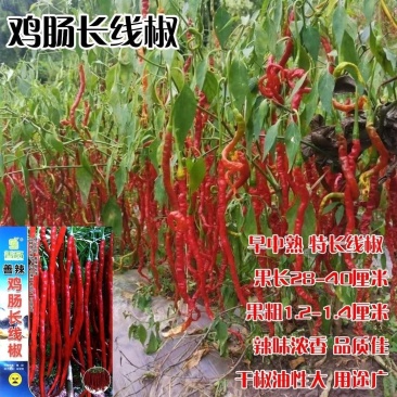 善椒鸡肠长线椒干鲜两用线椒种子果长25~32果皮微皱皮