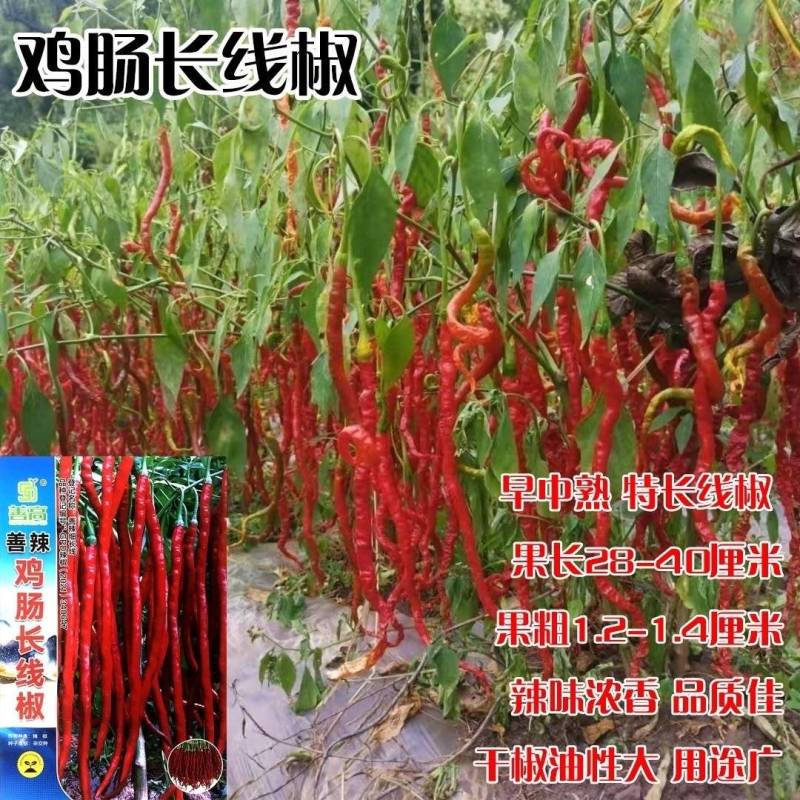 善椒鸡肠长线椒干鲜两用线椒种子果长25~32果皮微皱皮
