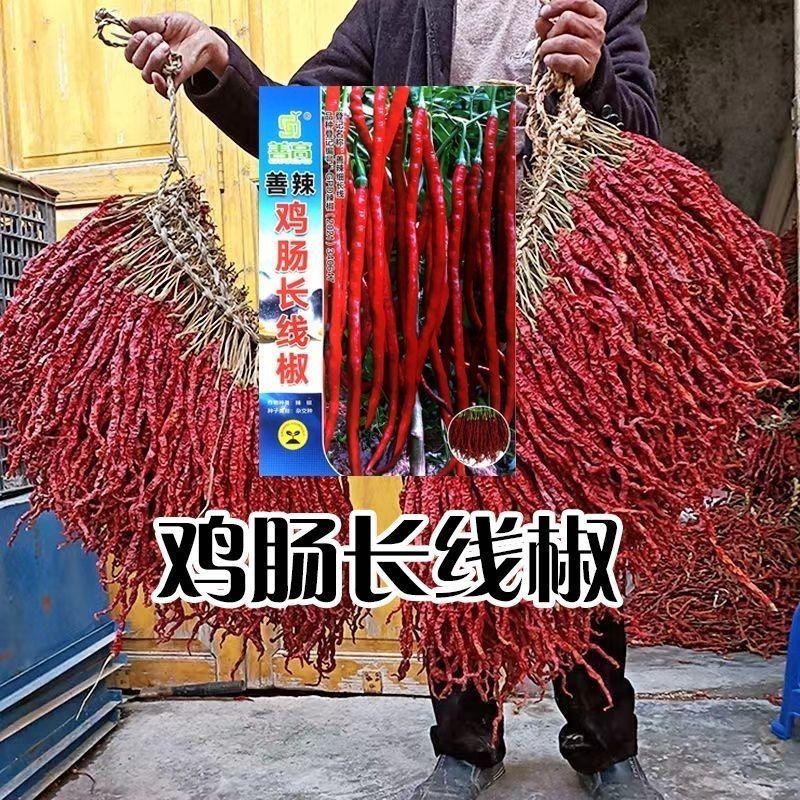 善椒鸡肠长线椒干鲜两用线椒种子果长25~32果皮微皱皮