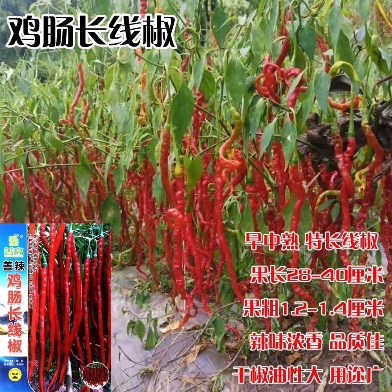 善椒鸡肠长线椒干鲜两用线椒种子果长25~32果皮微皱皮