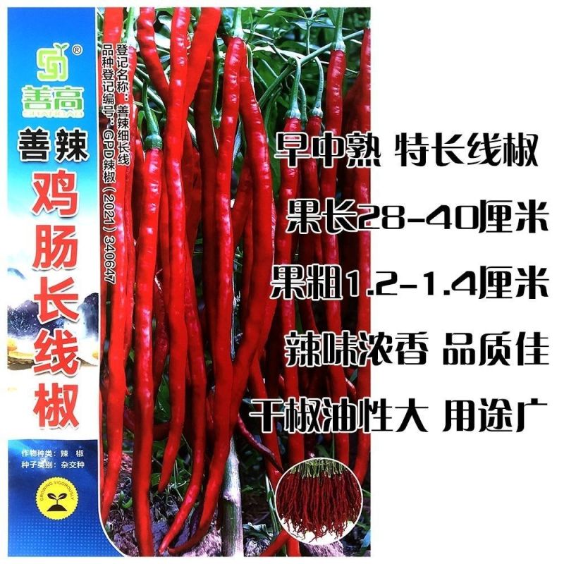 善椒鸡肠长线椒干鲜两用线椒种子果长25~32果皮微皱皮