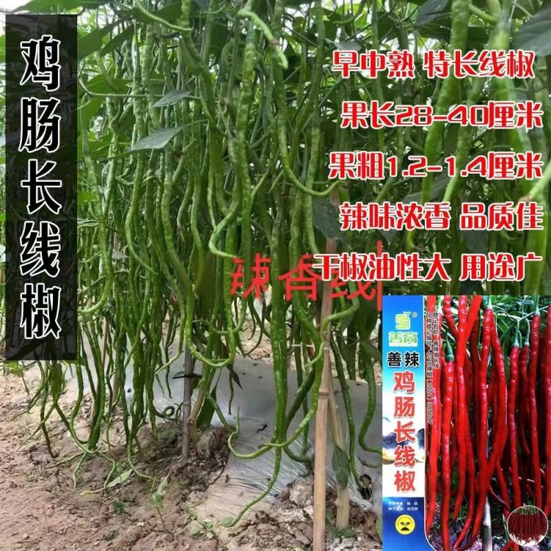 善椒鸡肠长线椒干鲜两用线椒种子果长25~32果皮微皱皮