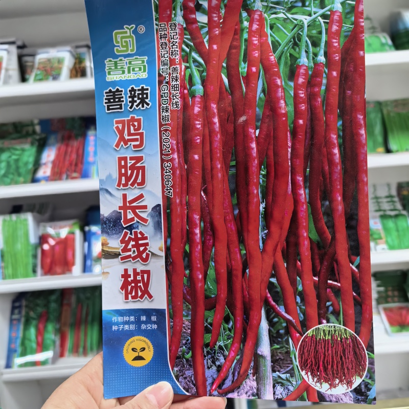 善椒鸡肠长线椒干鲜两用线椒种子果长25~32果皮微皱皮