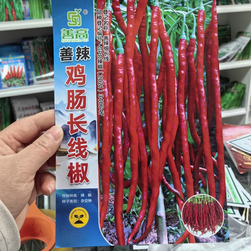 善椒鸡肠长线椒干鲜两用线椒种子果长25~32果皮微皱皮