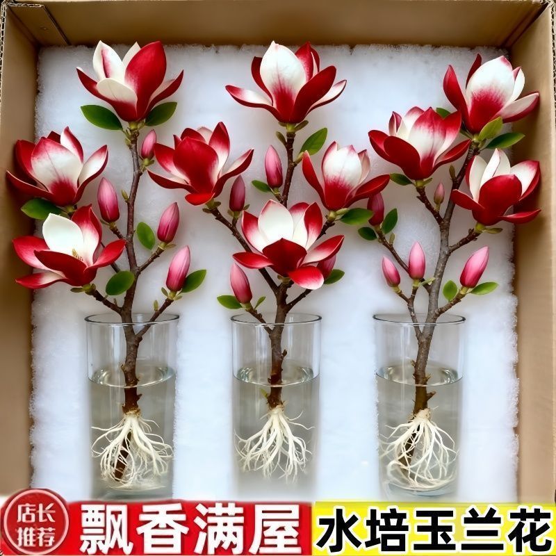 （遇水开花）水培玉兰花耐寒鲜枝带花葆浓香型玉兰花