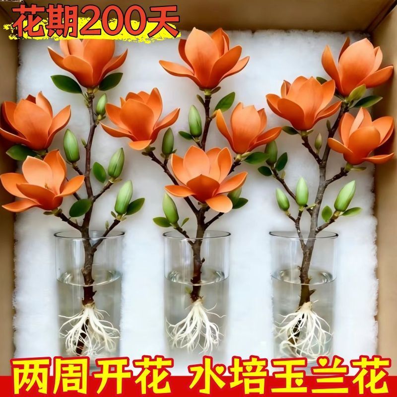（遇水开花）水培玉兰花耐寒鲜枝带花葆浓香型玉兰花