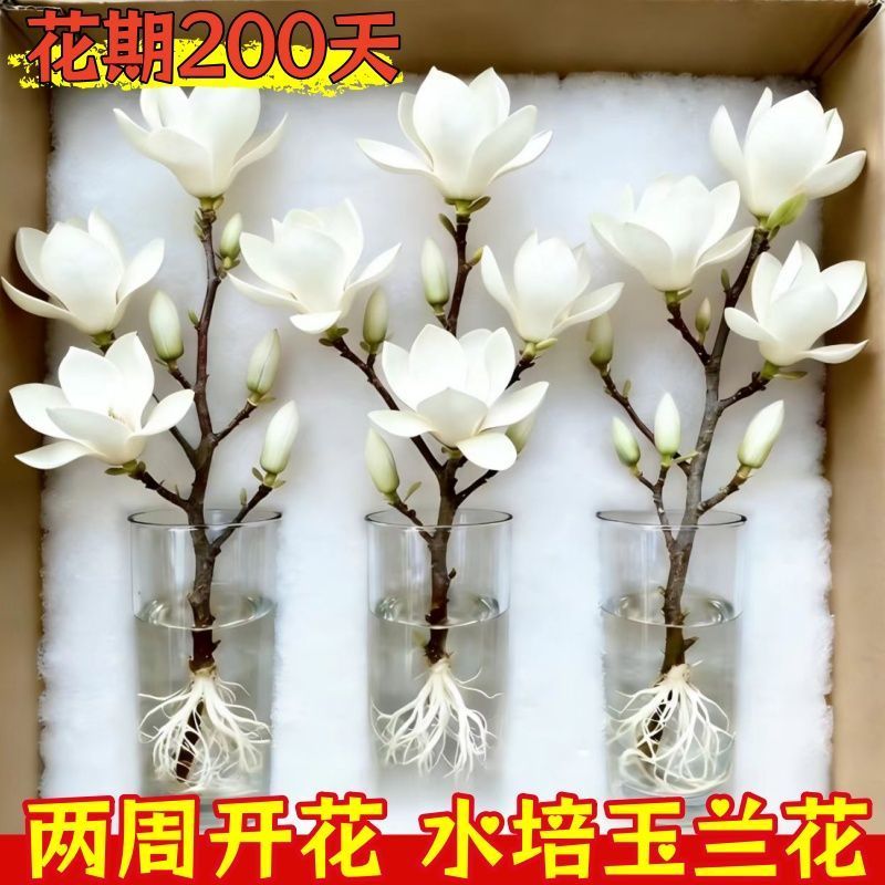 （遇水开花）水培玉兰花耐寒鲜枝带花葆浓香型玉兰花