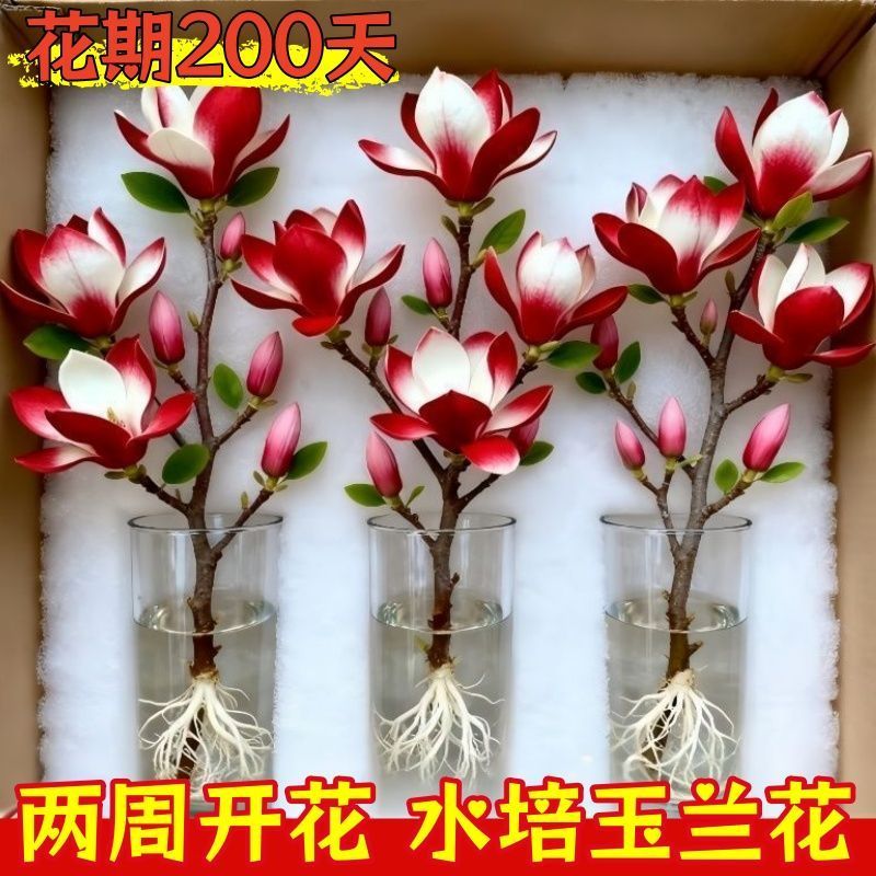 （遇水开花）水培玉兰花耐寒鲜枝带花葆浓香型玉兰花