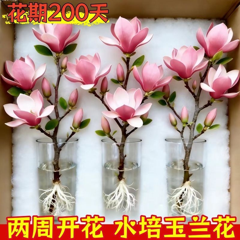 （遇水开花）水培玉兰花耐寒鲜枝带花葆浓香型玉兰花