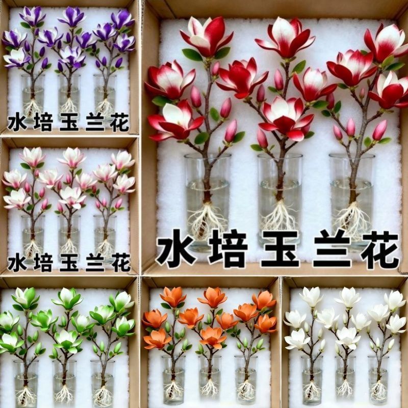 （遇水开花）水培玉兰花耐寒鲜枝带花葆浓香型玉兰花