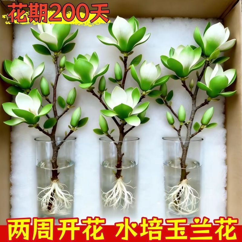 （遇水开花）水培玉兰花耐寒鲜枝带花葆浓香型玉兰花
