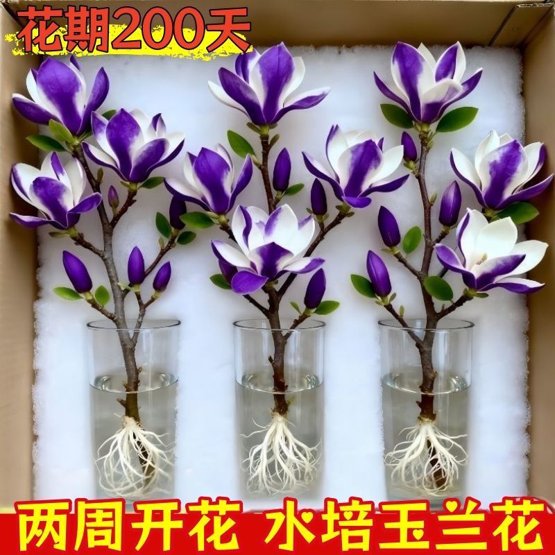 （遇水开花）水培玉兰花耐寒鲜枝带花葆浓香型玉兰花