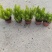 观叶植物狐尾天门冬120杯、2加仑、5加仑基地有量。