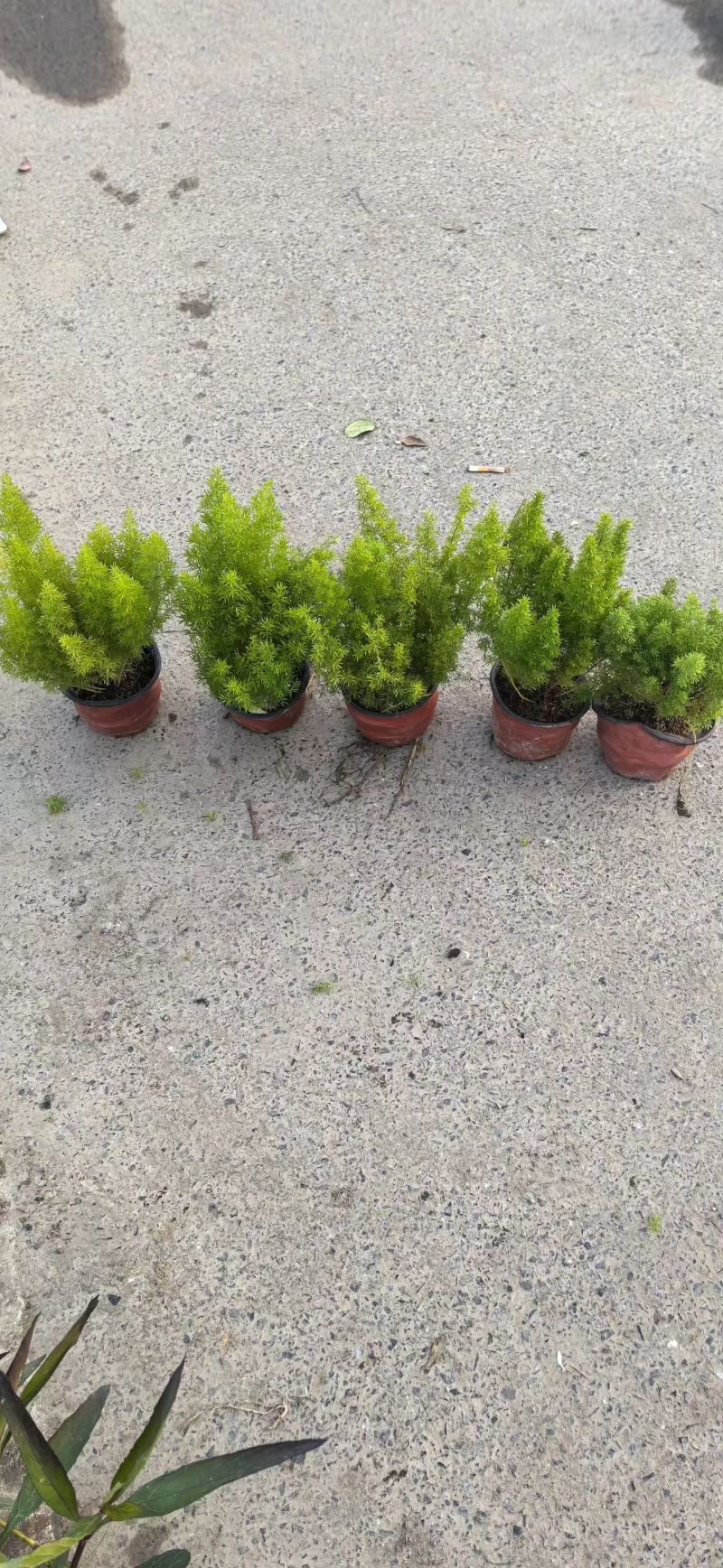 观叶植物狐尾天门冬120杯、2加仑、5加仑基地有量。