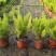 观叶植物狐尾天门冬120杯、2加仑、5加仑基地有量。