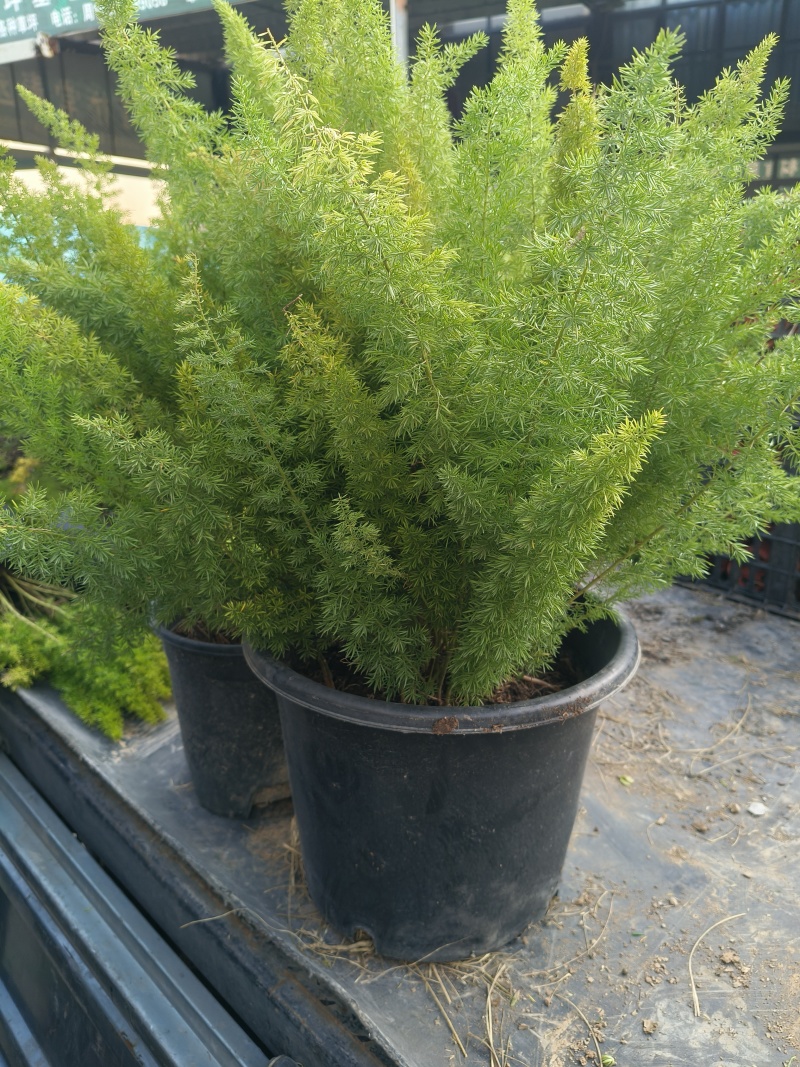 观叶植物狐尾天门冬120杯、2加仑、5加仑基地有量。