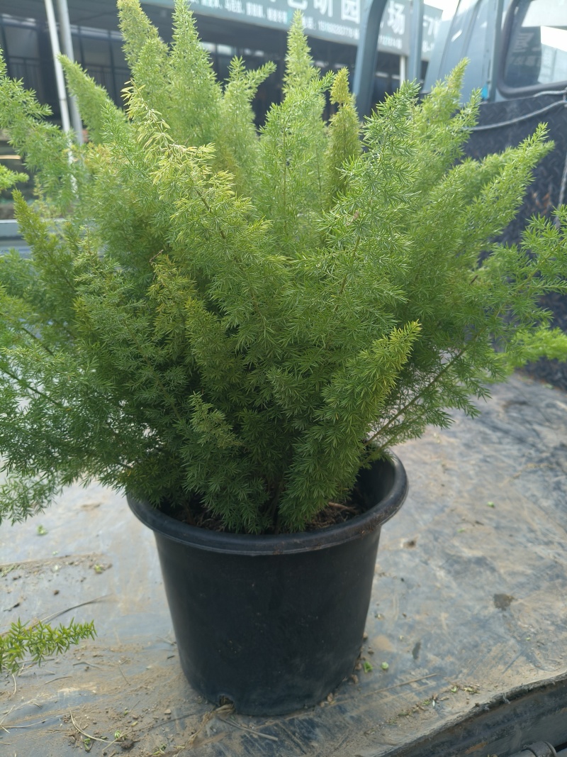 观叶植物狐尾天门冬120杯、2加仑、5加仑基地有量。