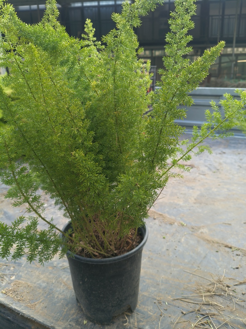 观叶植物狐尾天门冬120杯、2加仑、5加仑基地有量。