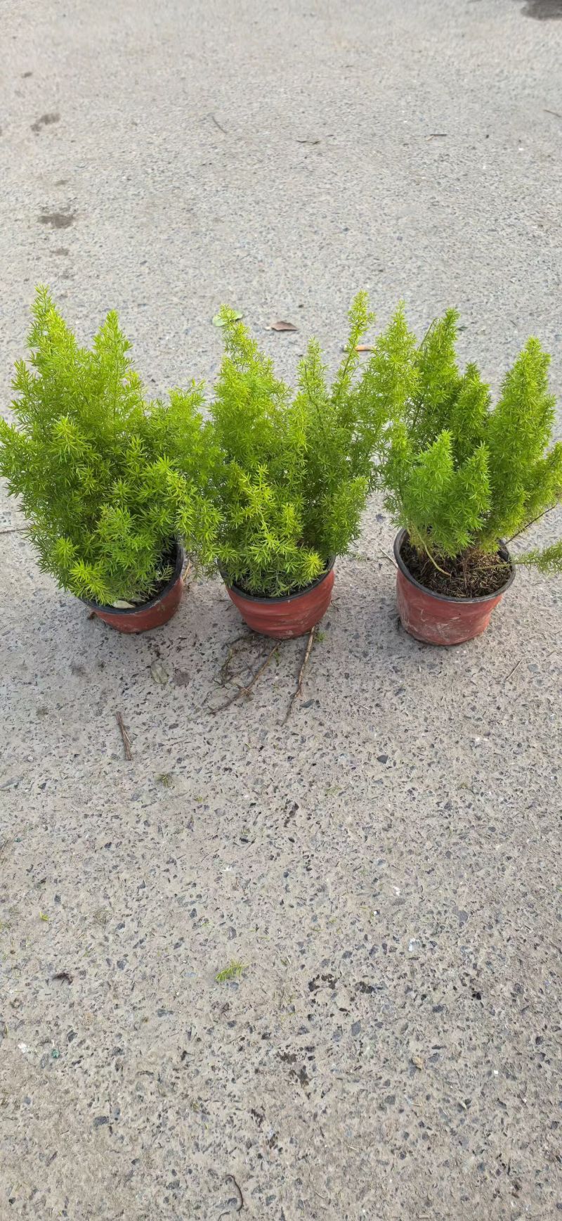 观叶植物狐尾天门冬120杯、2加仑、5加仑基地有量。
