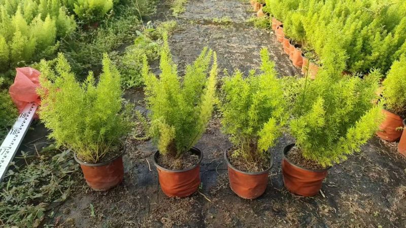 观叶植物狐尾天门冬120杯、2加仑、5加仑基地有量。