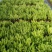 观叶植物狐尾天门冬120杯、2加仑、5加仑基地有量。