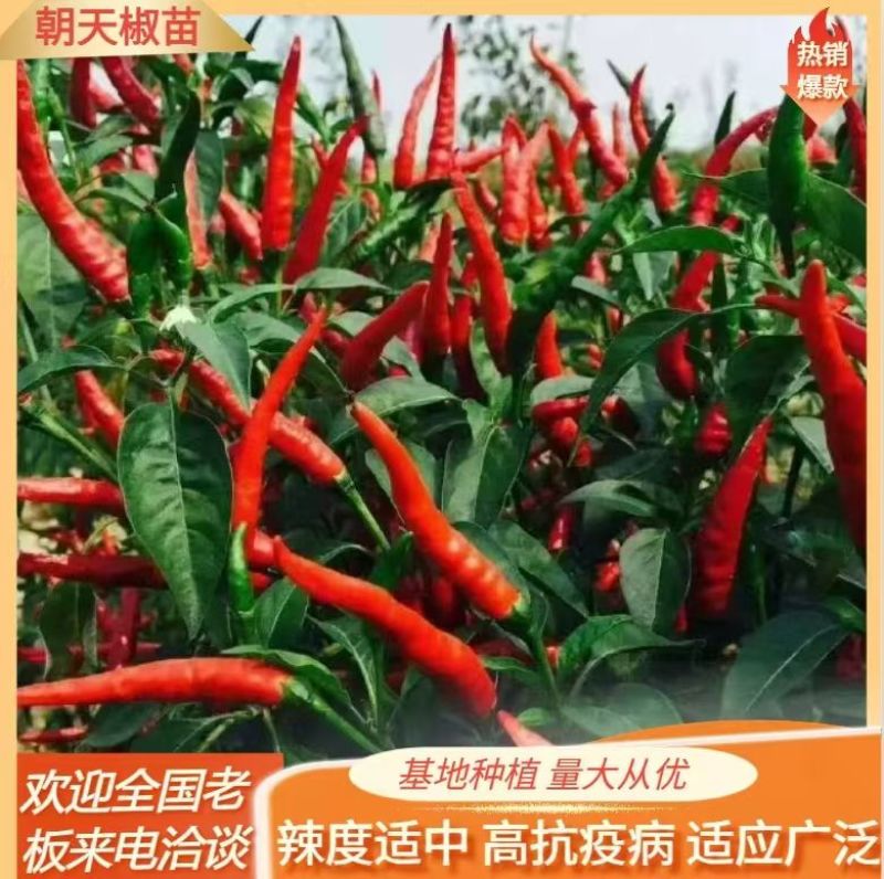 辣椒苗线椒苗，螺丝椒/小米辣，抗涝高产/签合同保回收