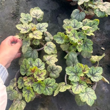 观叶植物矾根三色120杯，基地有量，欢迎来一亩田订购。