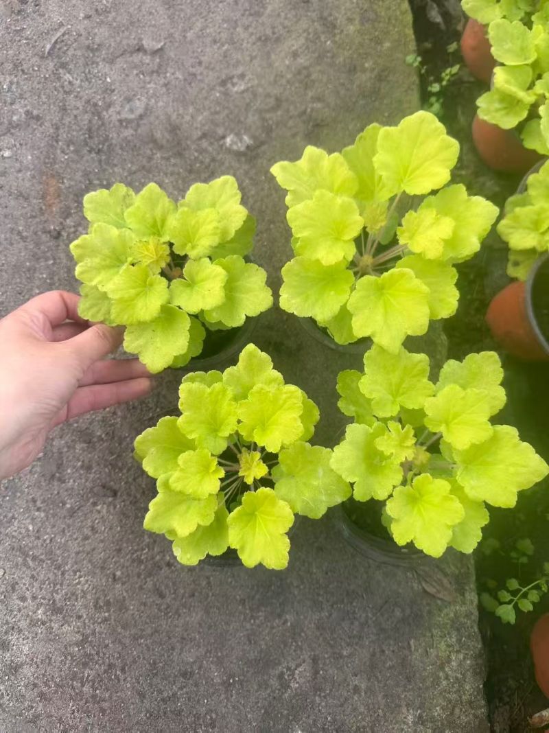 观叶植物矾根三色120杯，基地有量，欢迎来一亩田订购。