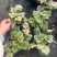观叶植物矾根三色120杯，基地有量，欢迎来一亩田订购。