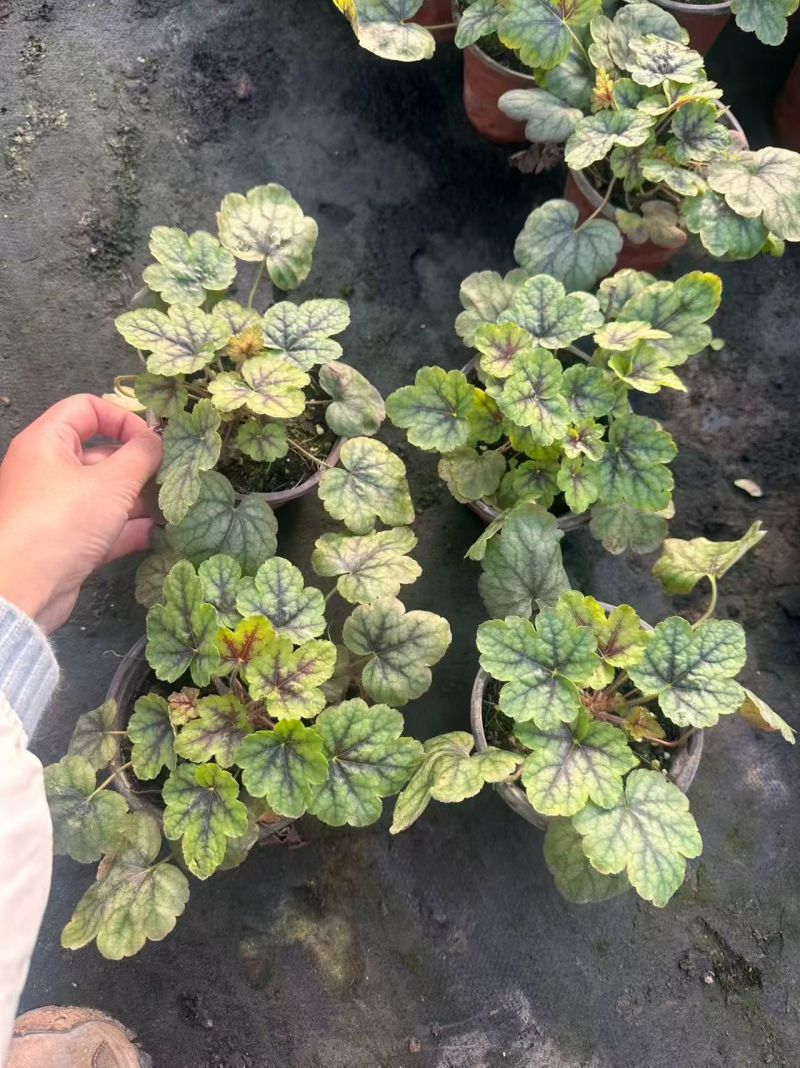 观叶植物矾根三色120杯，基地有量，欢迎来一亩田订购。