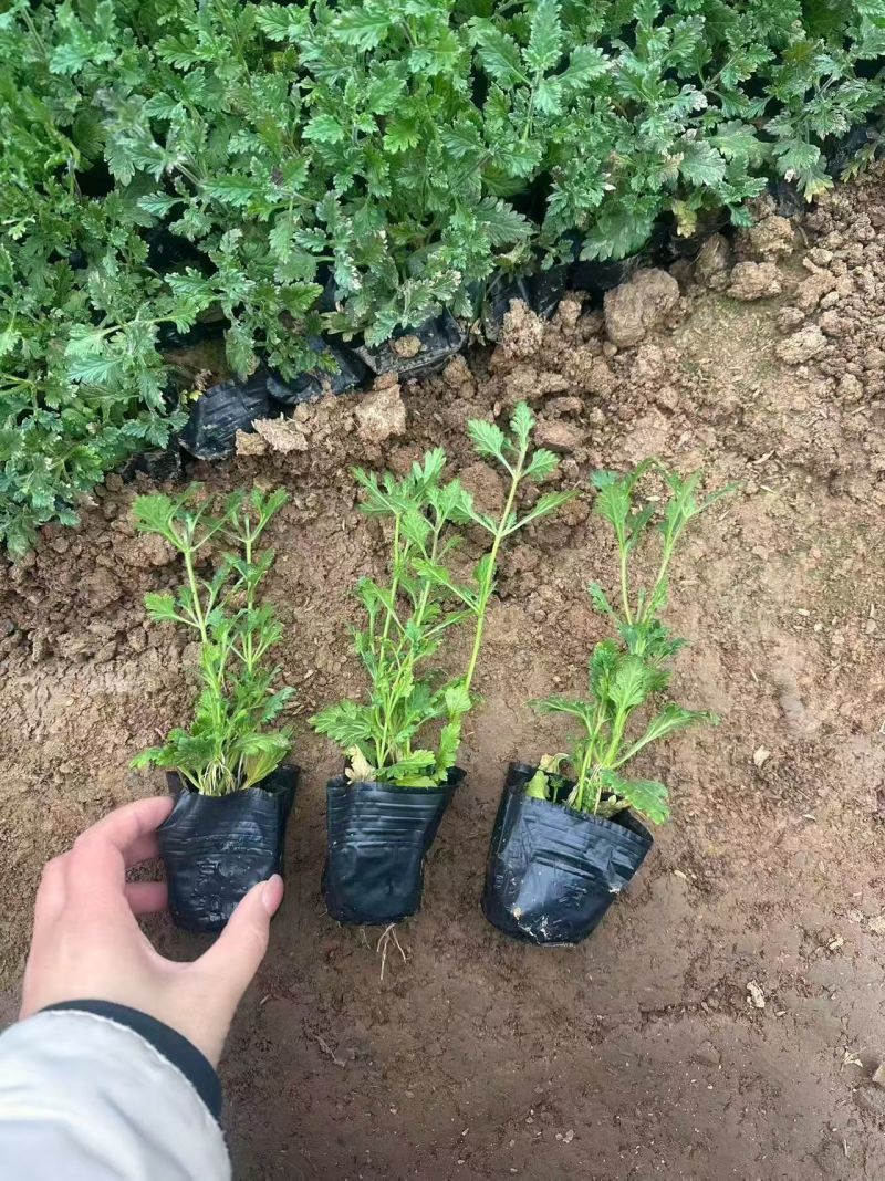观花植物美女樱，基地有量，欢迎来一亩田订