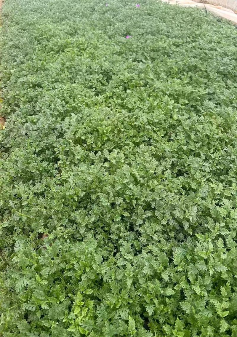 观花植物美女樱，基地有量，欢迎来一亩田订