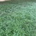观花植物美女樱，基地有量，欢迎来一亩田订