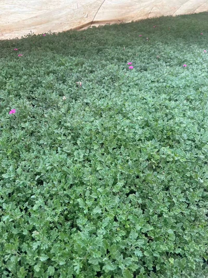 观花植物美女樱，基地有量，欢迎来一亩田订