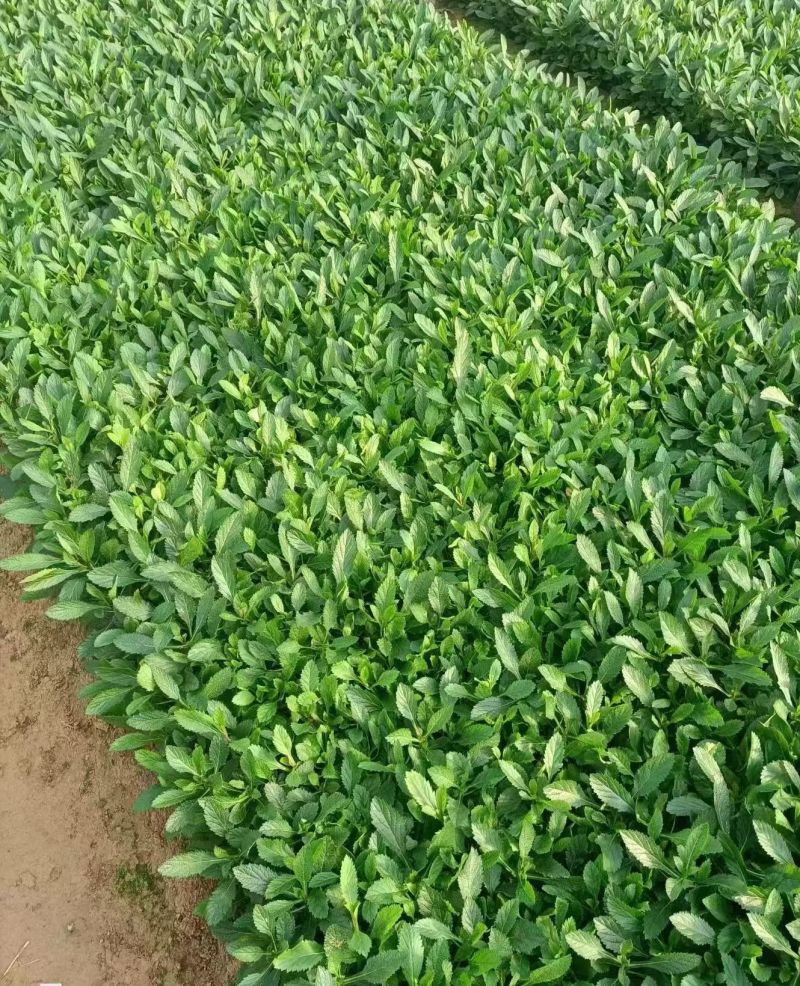 观花植物美女樱，基地有量，欢迎来一亩田订