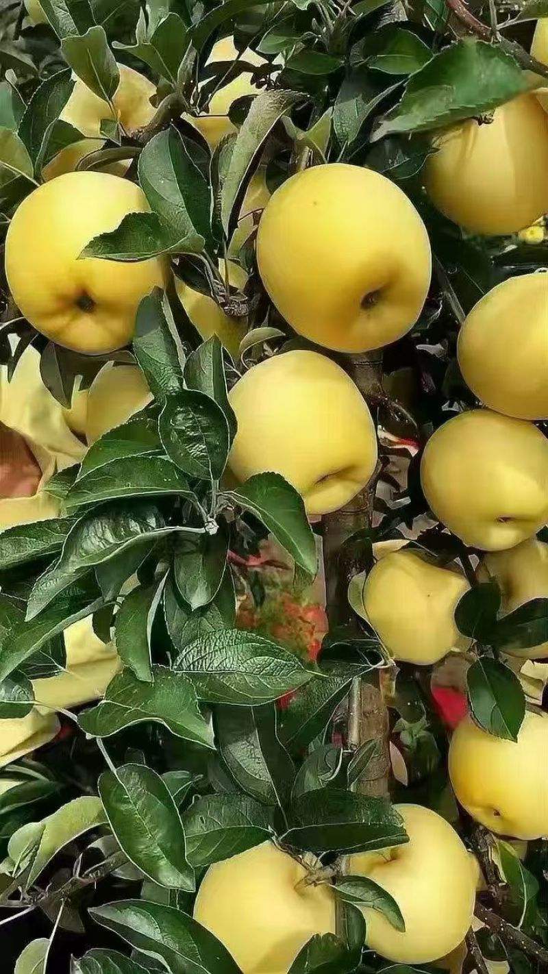 维纳斯黄金苹果