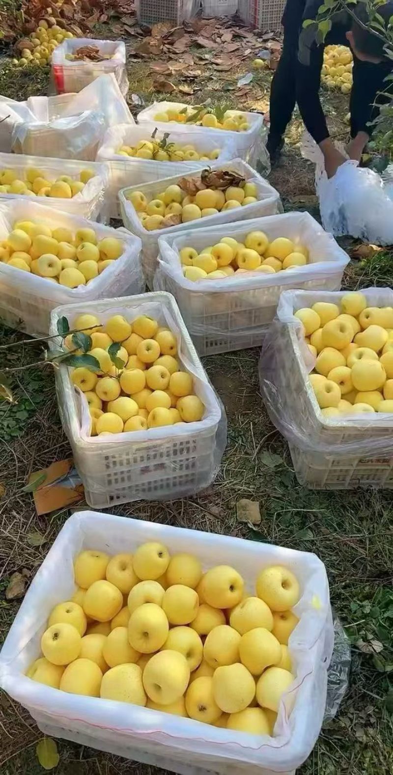 维纳斯黄金苹果