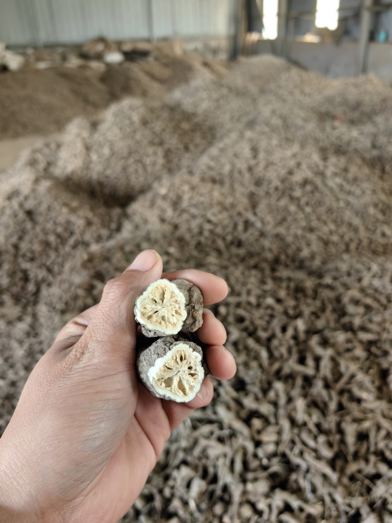 代买代卖一年白术，大量接单，大货供应，一年二年白术干货。