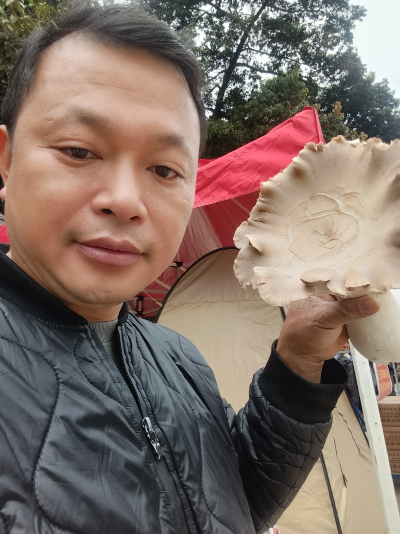 全州灵芝菇