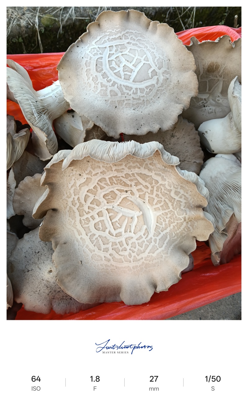 全州灵芝菇