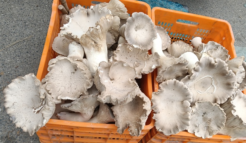 全州灵芝菇