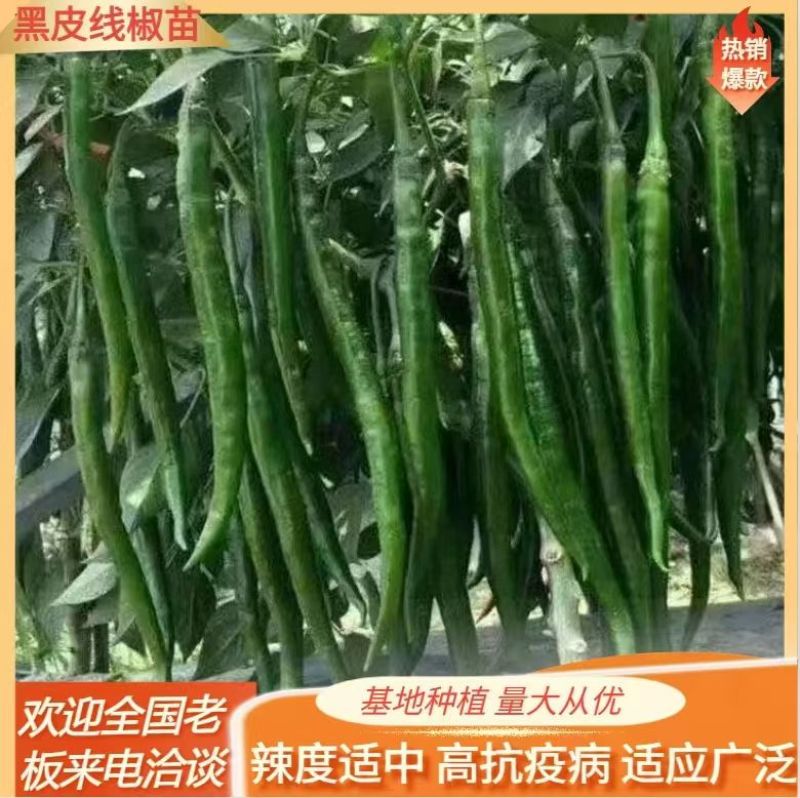 朝天椒苗，小米辣，线椒，螺丝椒，薄皮，羊角椒，皱皮等！