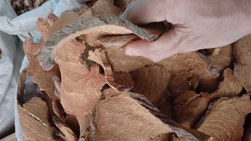 中药材（过江龙）品优价廉，欢迎老板选购