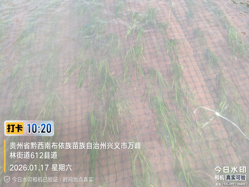 苦草绿化，生态修复