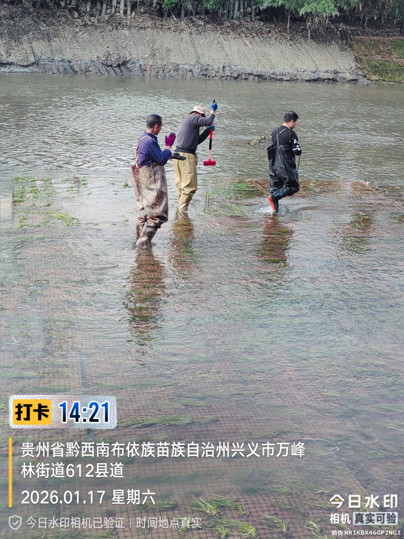 苦草绿化，生态修复