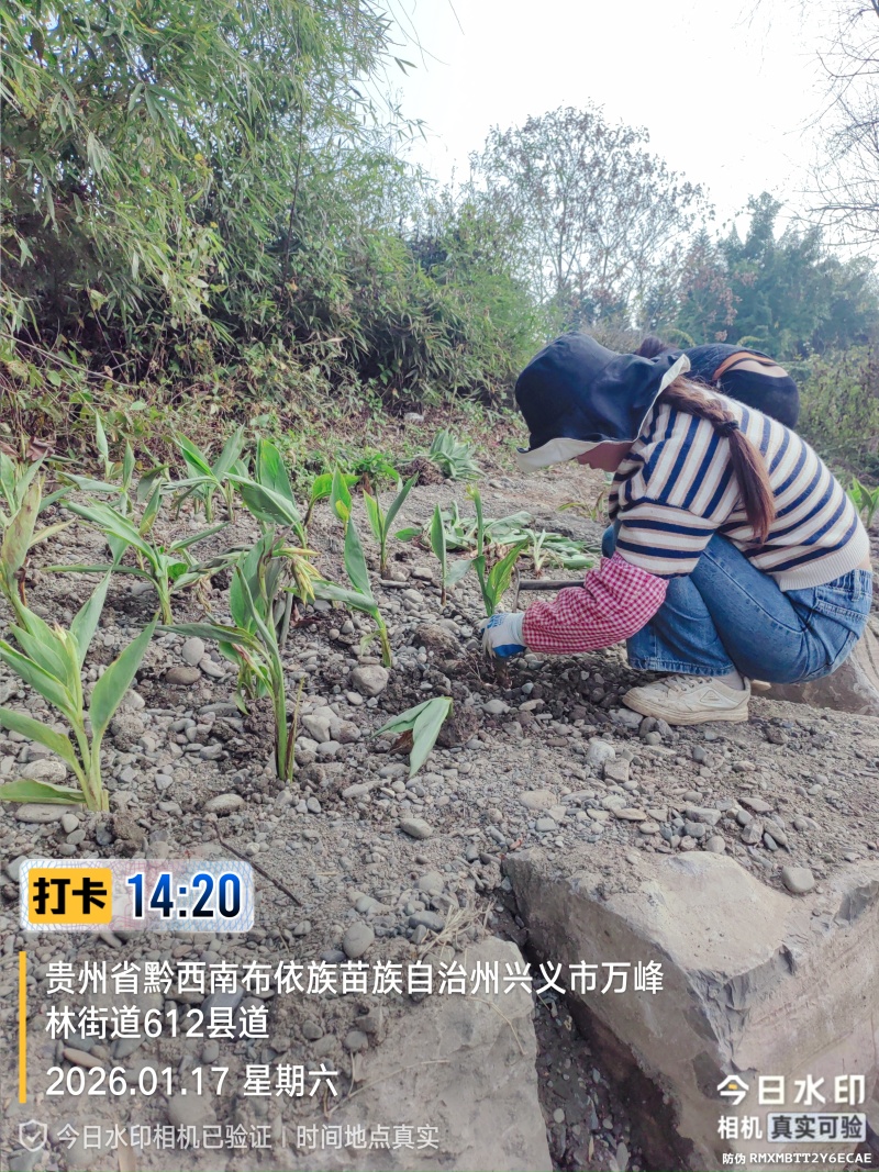 苦草绿化，生态修复