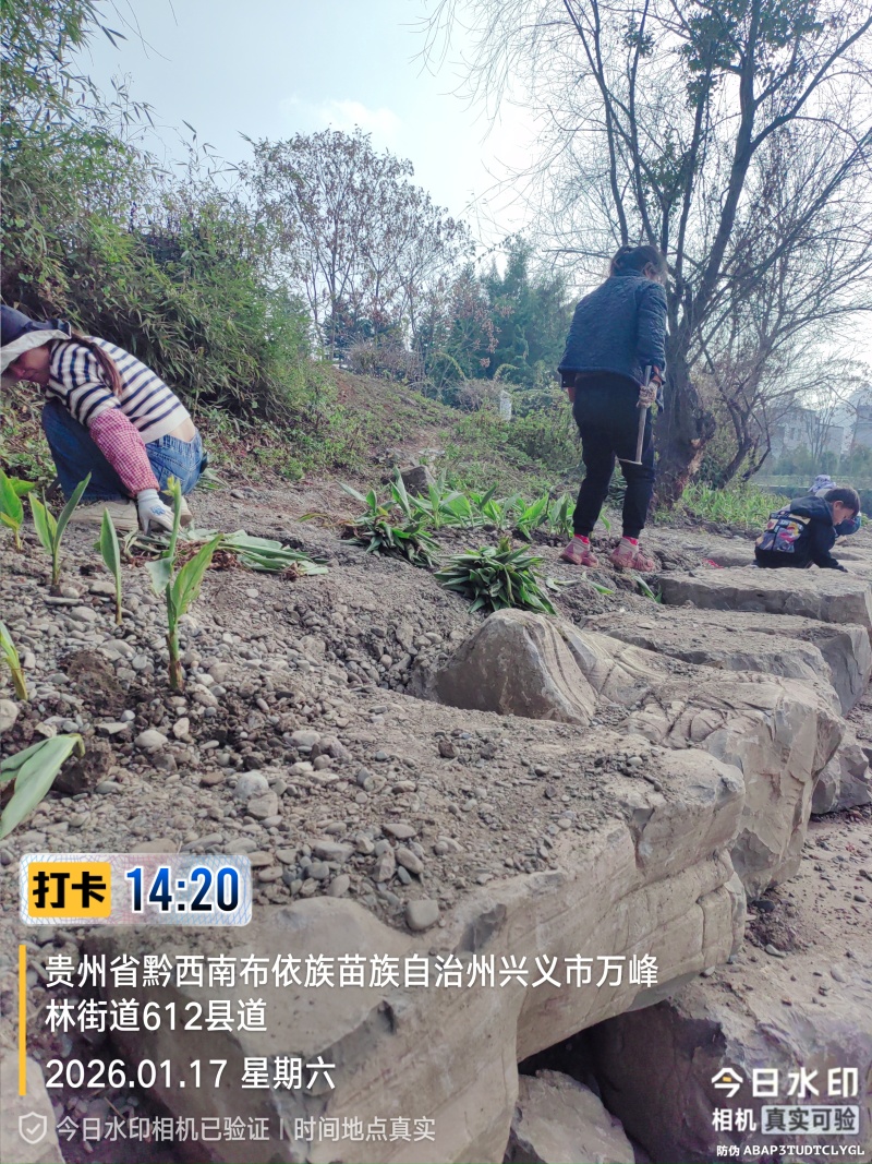 苦草绿化，生态修复