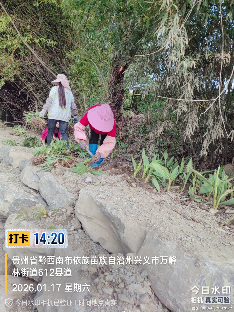 苦草绿化，生态修复