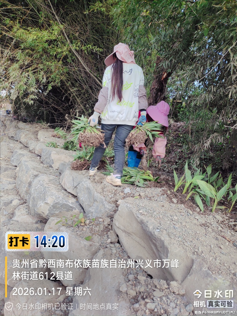 苦草绿化，生态修复