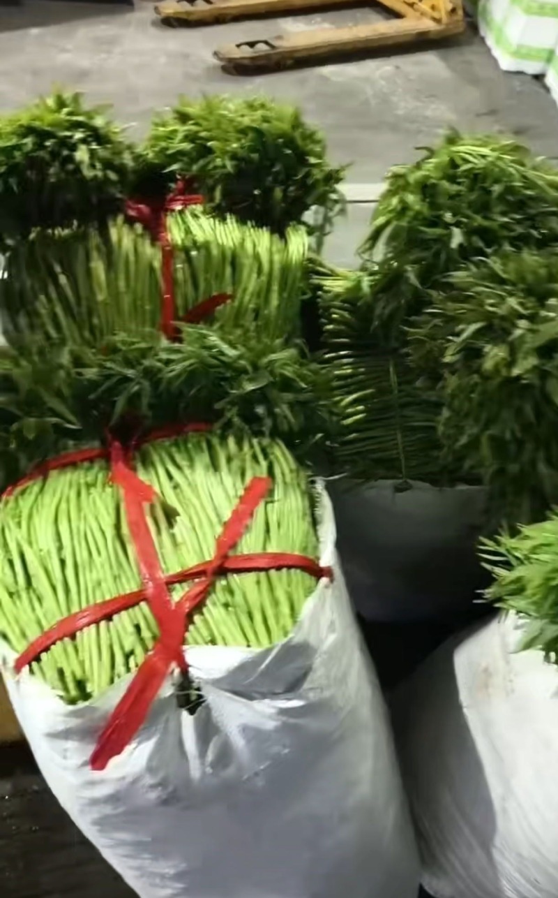 高质量青蒿上市！